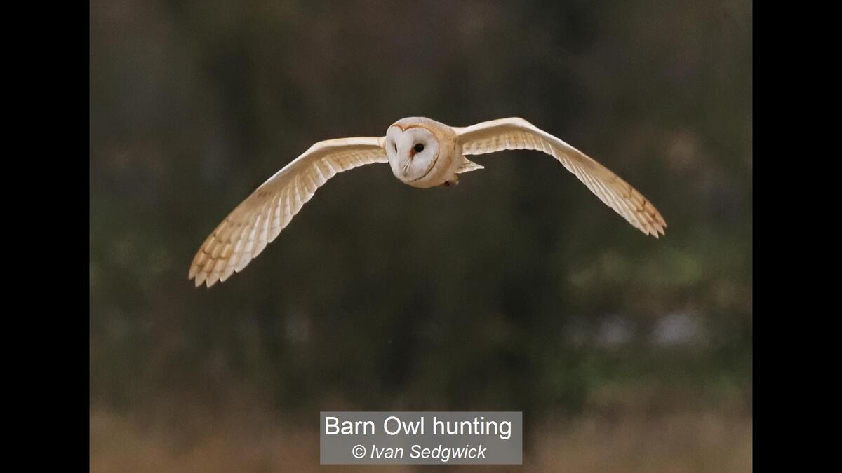 15_Barn Owl hunting_Ivan Sedgwick